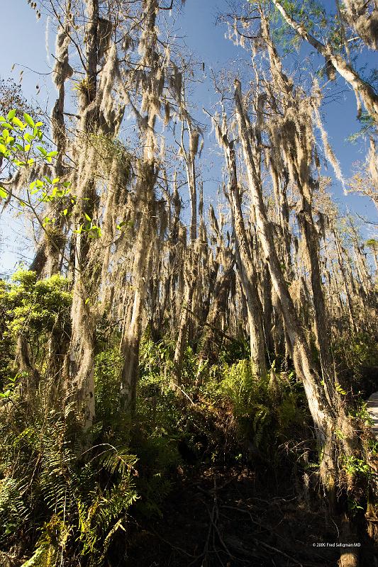 20090220_151422 D3 P1 3400x5100 srgb.jpg - Loxahatchee National Wildlife Preserve makes up the northern most part of the Everglades.